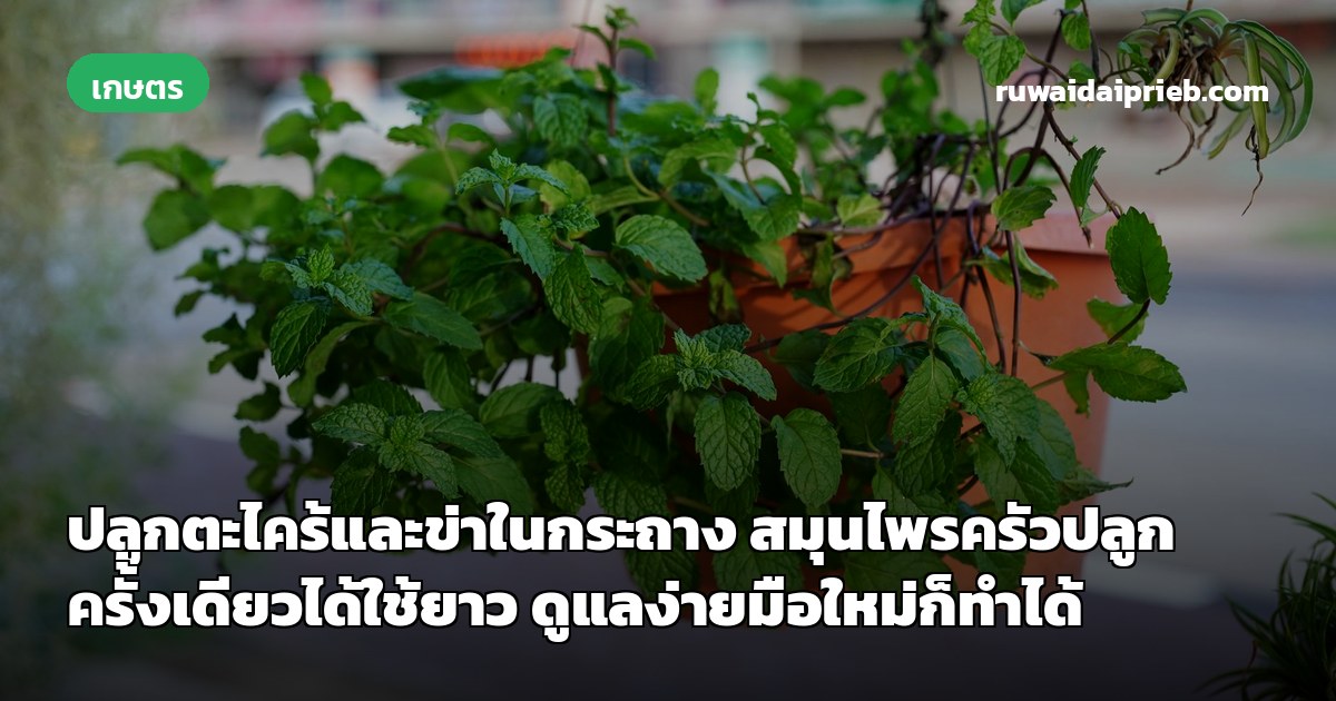 ปลูกตะไคร้และข่าในกระถาง สมุนไพรครัวปลูกครั้งเดียวได้ใช้ยาว ดูแลง่ายมือใหม่ก็ทำได้
