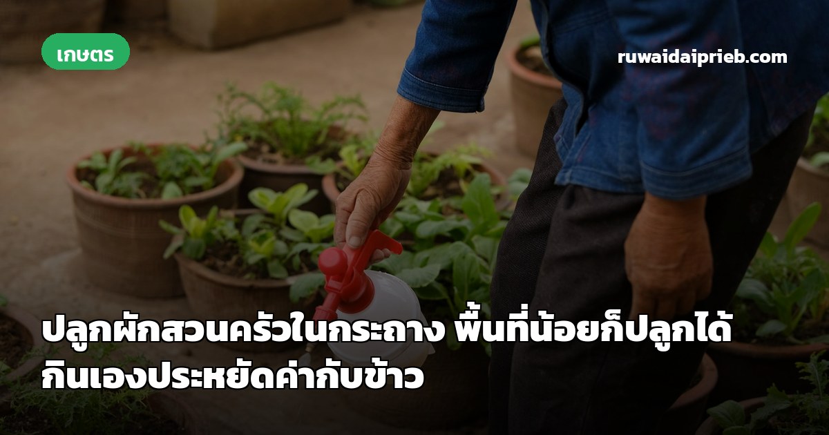 ปลูกผักสวนครัวในกระถาง พื้นที่น้อยก็ปลูกได้ กินเองประหยัดค่ากับข้าว