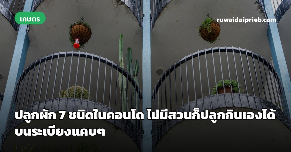 ปลูกผัก 7 ชนิดในคอนโด ไม่มีสวนก็ปลูกกินเองได้ บนระเบียงแคบๆ