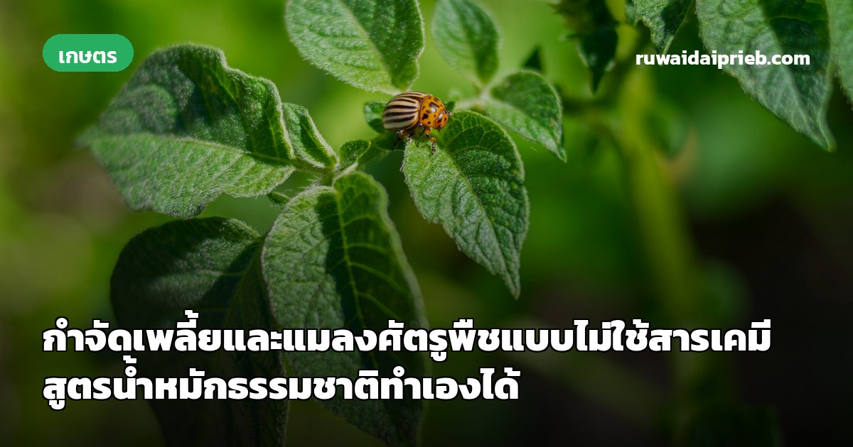 กำจัดเพลี้ยและแมลงศัตรูพืชแบบไม่ใช้สารเคมี สูตรน้ำหมักธรรมชาติทำเองได้