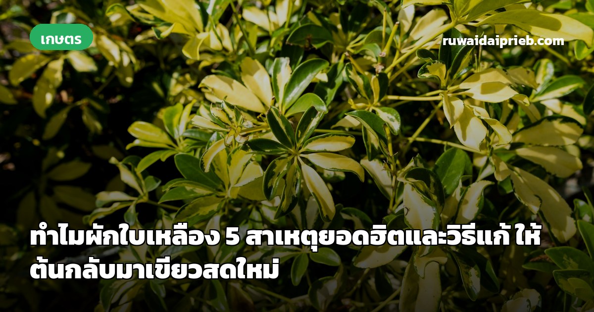ทำไมผักใบเหลือง 5 สาเหตุยอดฮิตและวิธีแก้ ให้ต้นกลับมาเขียวสดใหม่