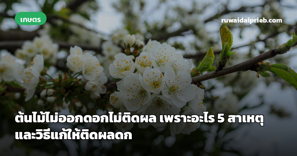 ต้นไม้ไม่ออกดอกไม่ติดผล เพราะอะไร 5 สาเหตุและวิธีแก้ให้ติดผลดก