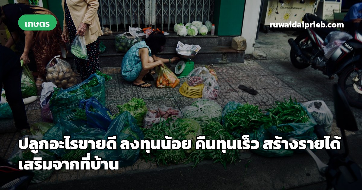 ปลูกอะไรขายดี ลงทุนน้อย คืนทุนเร็ว สร้างรายได้เสริมจากที่บ้าน