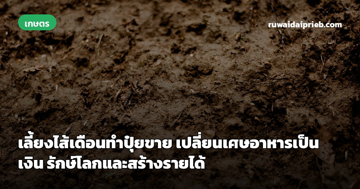 เลี้ยงไส้เดือนทำปุ๋ยขาย เปลี่ยนเศษอาหารเป็นเงิน รักษ์โลกและสร้างรายได้