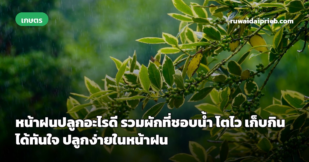 หน้าฝนปลูกอะไรดี รวมผักที่ชอบน้ำ โตไว เก็บกินได้ทันใจ ปลูกง่ายในหน้าฝน