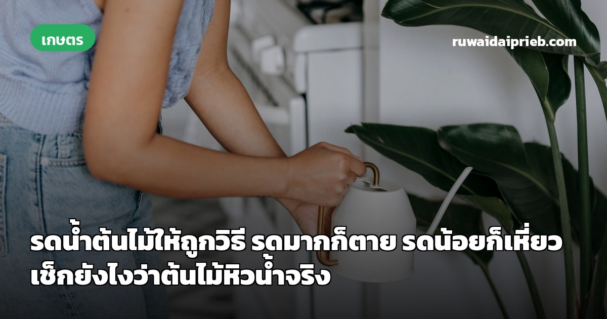 รดน้ำต้นไม้ให้ถูกวิธี รดมากก็ตาย รดน้อยก็เหี่ยว เช็กยังไงว่าต้นไม้หิวน้ำจริง