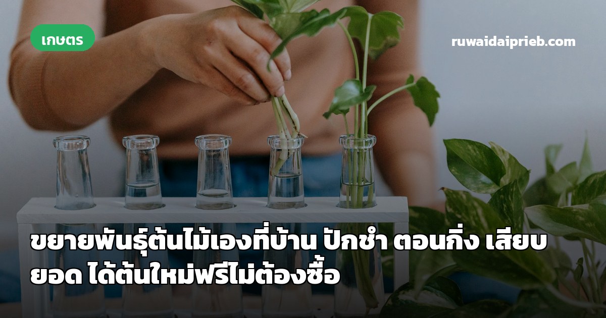 ขยายพันธุ์ต้นไม้เองที่บ้าน ปักชำ ตอนกิ่ง เสียบยอด ได้ต้นใหม่ฟรีไม่ต้องซื้อ