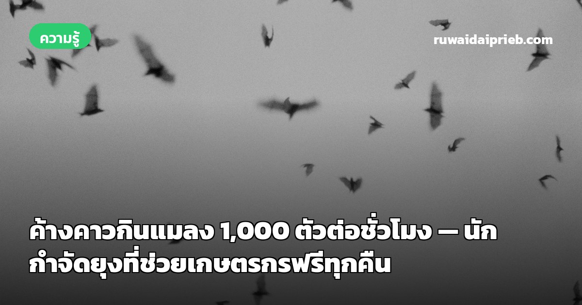 ค้างคาวกินแมลง 1,000 ตัวต่อชั่วโมง — นักกำจัดยุงที่ช่วยเกษตรกรฟรีทุกคืน