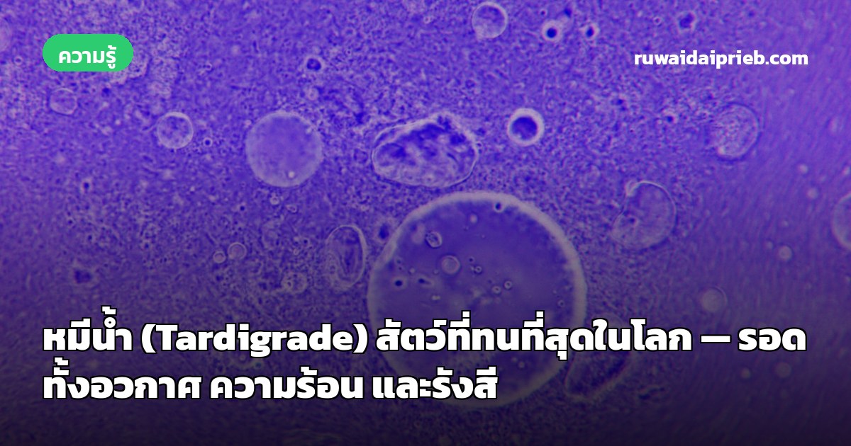 หมีน้ำ (Tardigrade) สัตว์ที่ทนที่สุดในโลก — รอดทั้งอวกาศ ความร้อน และรังสี