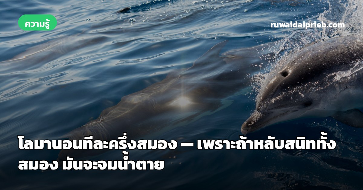 โลมานอนทีละครึ่งสมอง — เพราะถ้าหลับสนิททั้งสมอง มันจะจมน้ำตาย