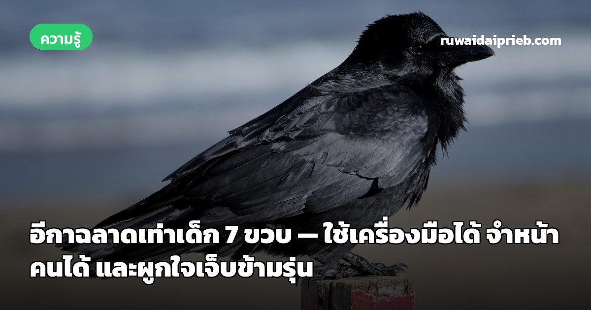 อีกาฉลาดเท่าเด็ก 7 ขวบ — ใช้เครื่องมือได้ จำหน้าคนได้ และผูกใจเจ็บข้ามรุ่น