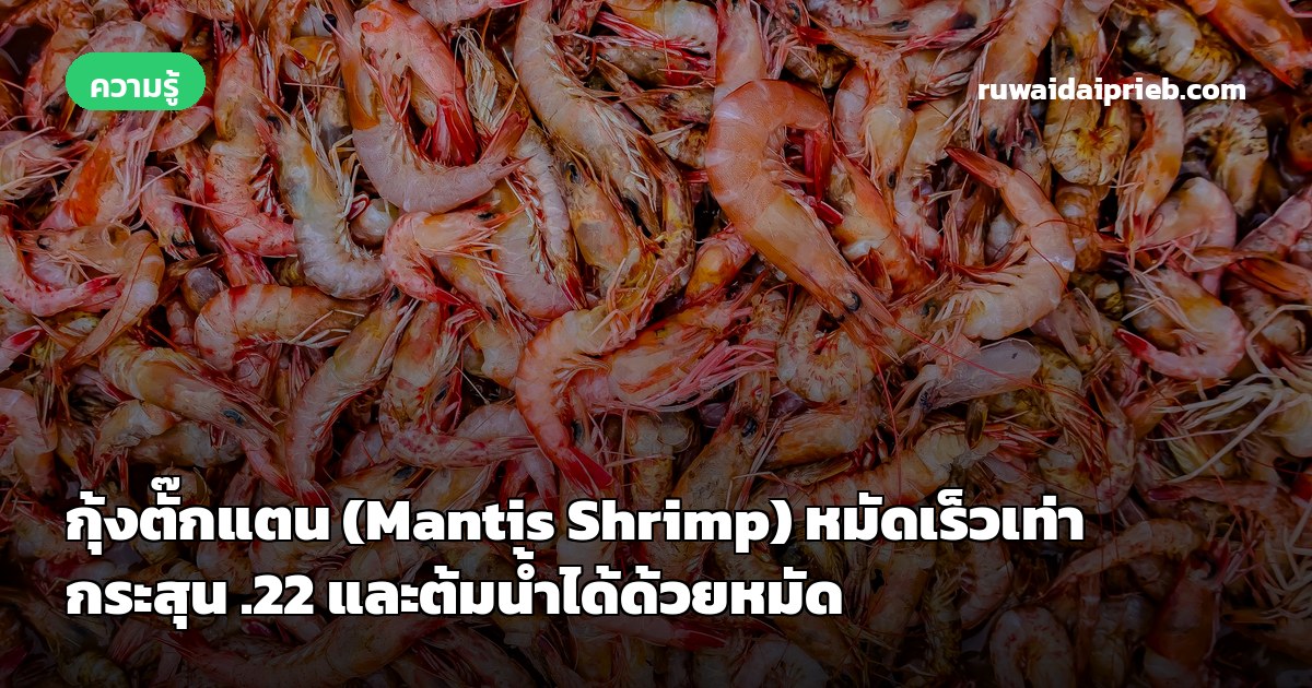 กุ้งตั๊กแตน (Mantis Shrimp) หมัดเร็วเท่ากระสุน .22 และต้มน้ำได้ด้วยหมัด
