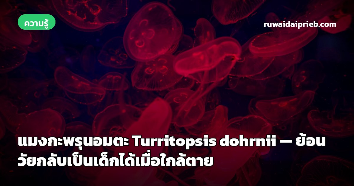 แมงกะพรุนอมตะ Turritopsis dohrnii — ย้อนวัยกลับเป็นเด็กได้เมื่อใกล้ตาย