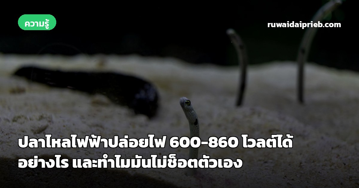 ปลาไหลไฟฟ้าปล่อยไฟ 600-860 โวลต์ได้อย่างไร และทำไมมันไม่ช็อตตัวเอง