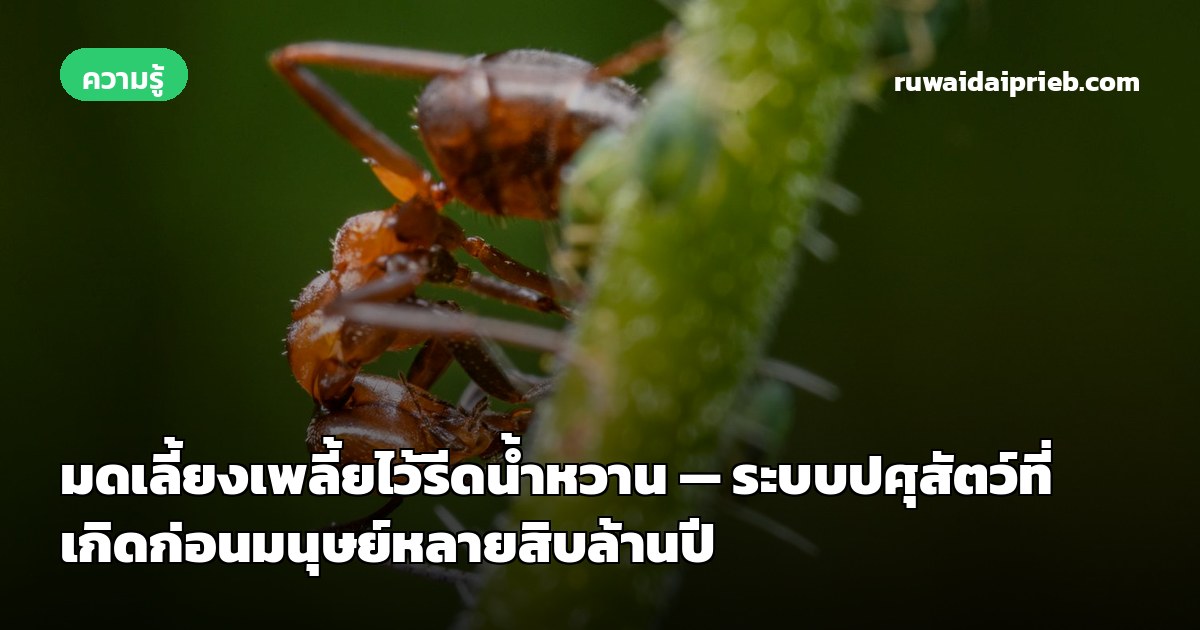 มดเลี้ยงเพลี้ยไว้รีดน้ำหวาน — ระบบปศุสัตว์ที่เกิดก่อนมนุษย์หลายสิบล้านปี