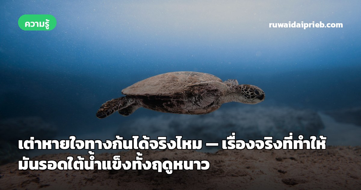 เต่าหายใจทางก้นได้จริงไหม — เรื่องจริงที่ทำให้มันรอดใต้น้ำแข็งทั้งฤดูหนาว