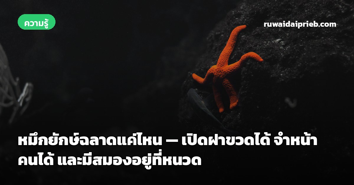 หมึกยักษ์ฉลาดแค่ไหน — เปิดฝาขวดได้ จำหน้าคนได้ และมีสมองอยู่ที่หนวด