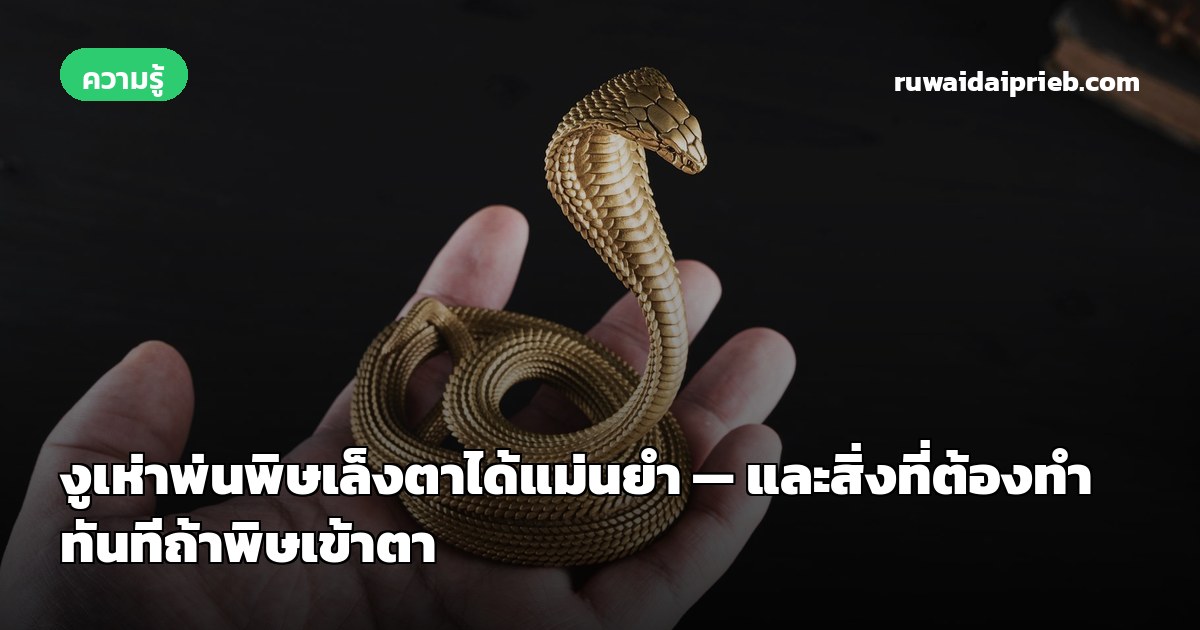 งูเห่าพ่นพิษเล็งตาได้แม่นยำ — และสิ่งที่ต้องทำทันทีถ้าพิษเข้าตา