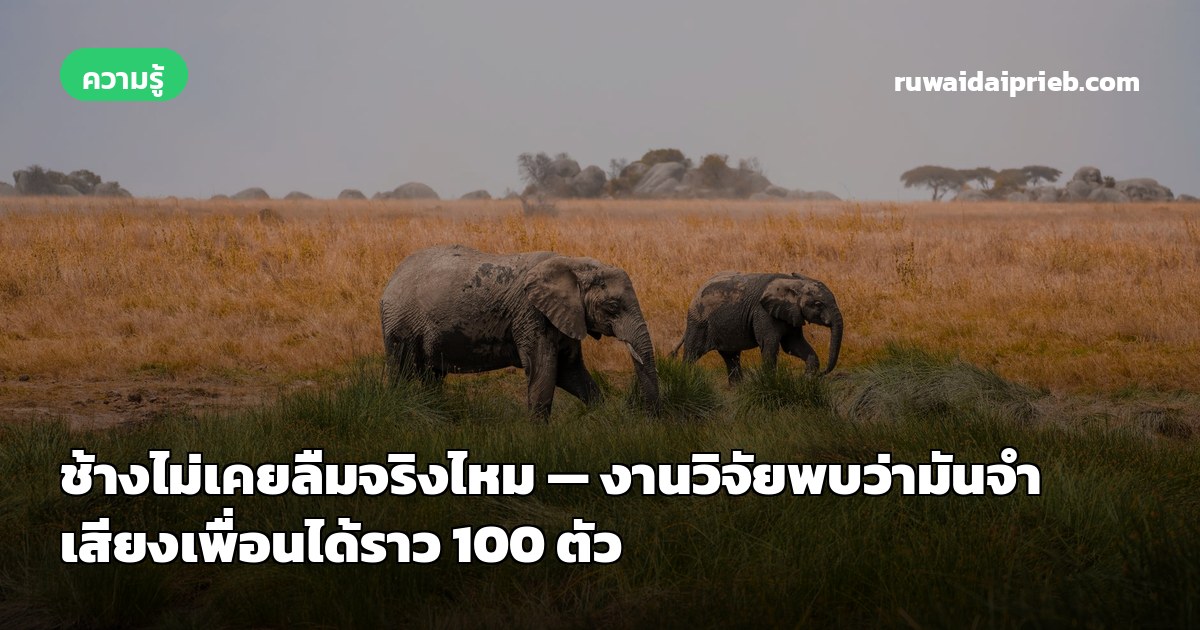 ช้างไม่เคยลืมจริงไหม — งานวิจัยพบว่ามันจำเสียงเพื่อนได้ราว 100 ตัว