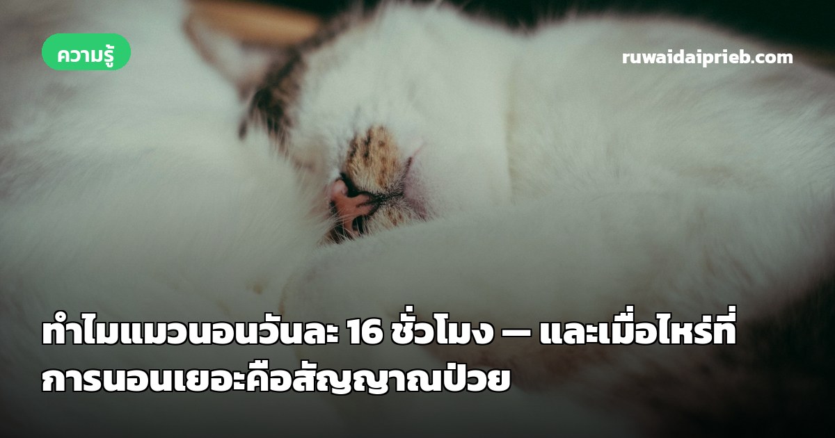 ทำไมแมวนอนวันละ 16 ชั่วโมง — และเมื่อไหร่ที่การนอนเยอะคือสัญญาณป่วย