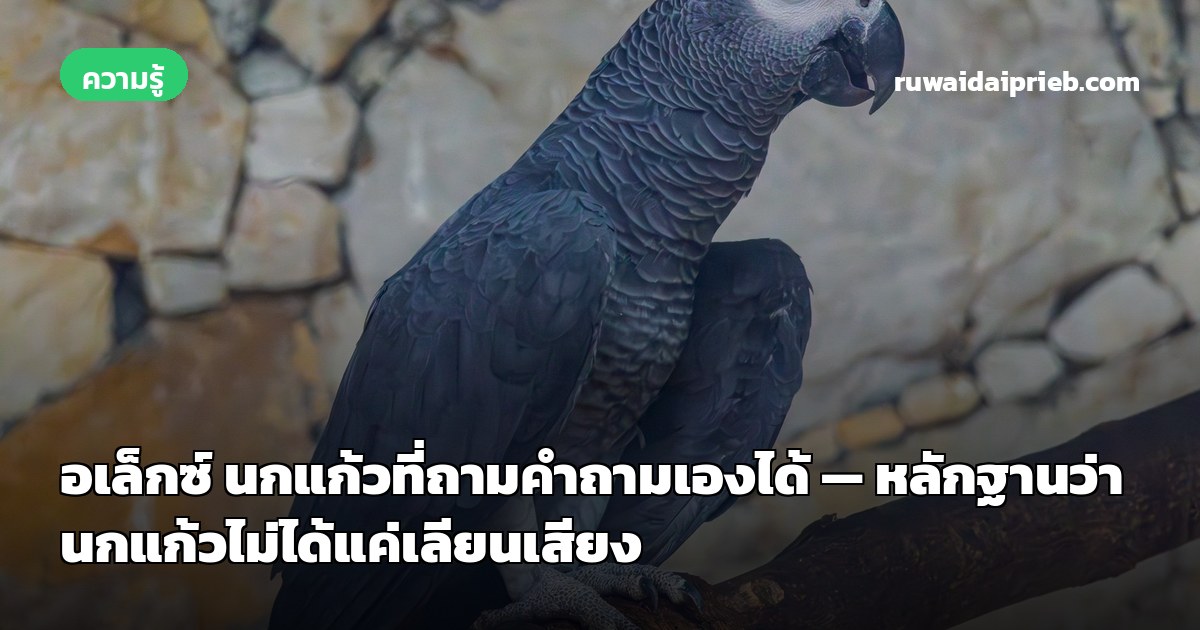 อเล็กซ์ นกแก้วที่ถามคำถามเองได้ — หลักฐานว่านกแก้วไม่ได้แค่เลียนเสียง