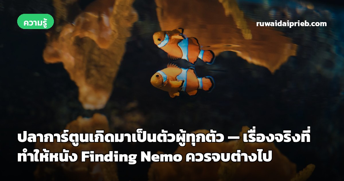 ปลาการ์ตูนเกิดมาเป็นตัวผู้ทุกตัว — เรื่องจริงที่ทำให้หนัง Finding Nemo ควรจบต่างไป
