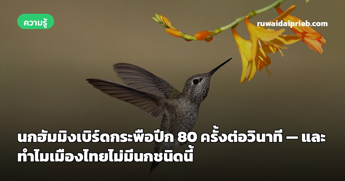นกฮัมมิงเบิร์ดกระพือปีก 80 ครั้งต่อวินาที — และทำไมเมืองไทยไม่มีนกชนิดนี้