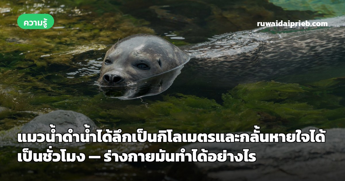 แมวน้ำดำน้ำได้ลึกเป็นกิโลเมตรและกลั้นหายใจได้เป็นชั่วโมง — ร่างกายมันทำได้อย่างไร