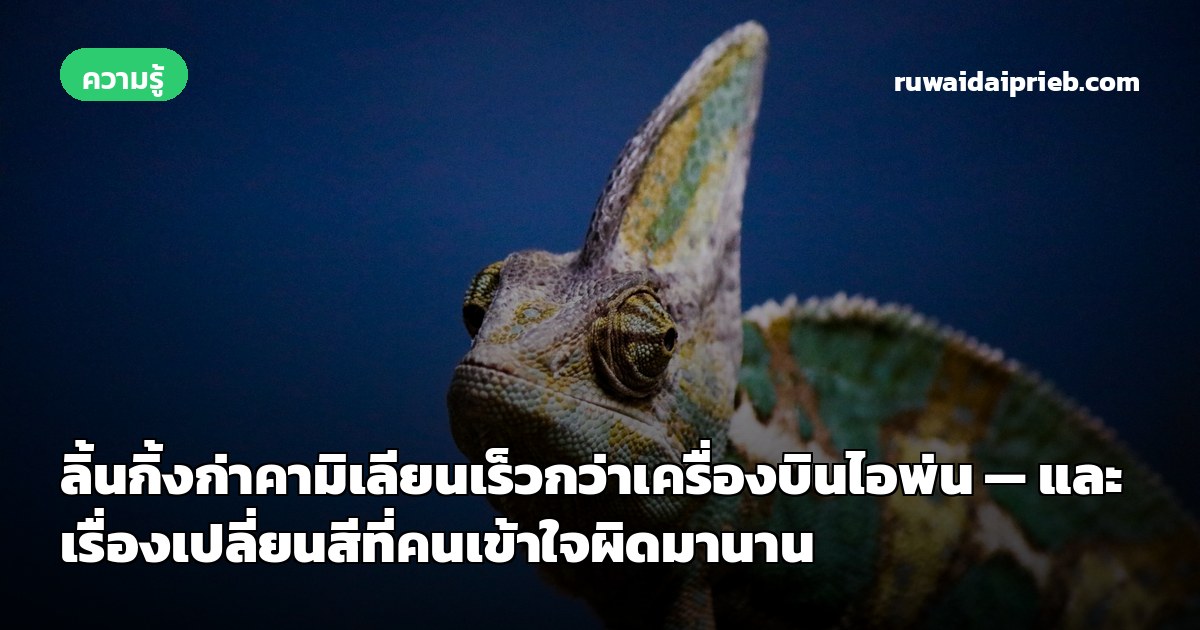 ลิ้นกิ้งก่าคามิเลียนเร็วกว่าเครื่องบินไอพ่น — และเรื่องเปลี่ยนสีที่คนเข้าใจผิดมานาน