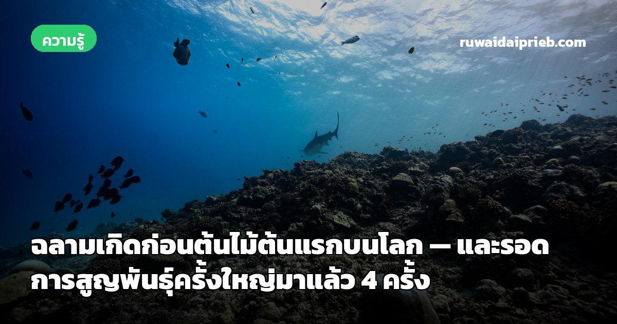 ฉลามเกิดก่อนต้นไม้ต้นแรกบนโลก — และรอดการสูญพันธุ์ครั้งใหญ่มาแล้ว 4 ครั้ง