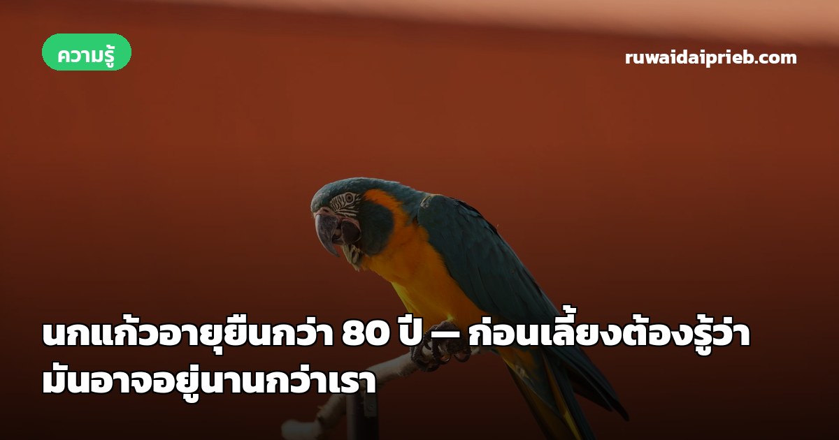 นกแก้วอายุยืนกว่า 80 ปี — ก่อนเลี้ยงต้องรู้ว่ามันอาจอยู่นานกว่าเรา