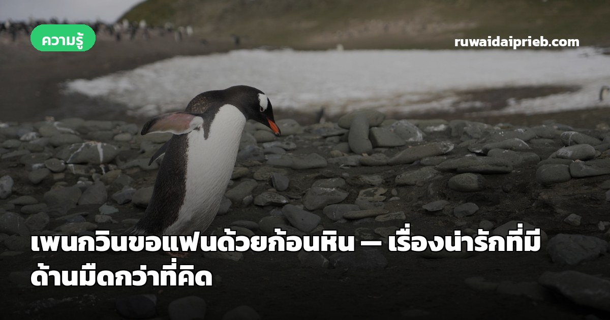 เพนกวินขอแฟนด้วยก้อนหิน — เรื่องน่ารักที่มีด้านมืดกว่าที่คิด