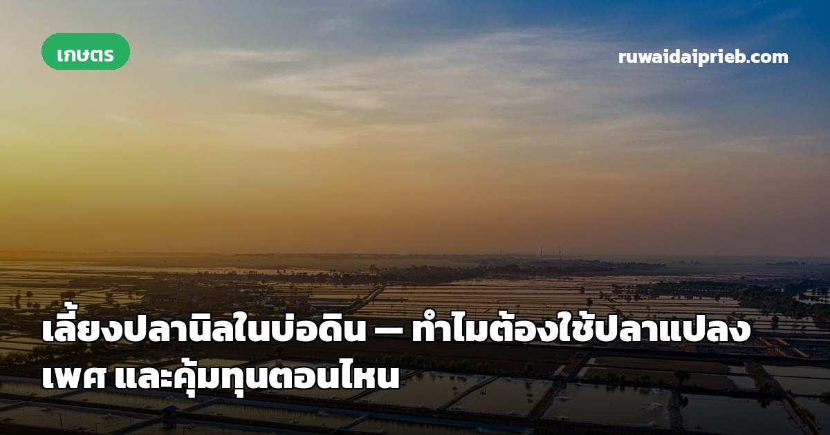 เลี้ยงปลานิลในบ่อดิน — ทำไมต้องใช้ปลาแปลงเพศ และคุ้มทุนตอนไหน