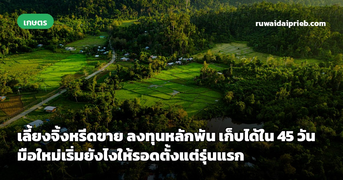 เลี้ยงจิ้งหรีดขาย ลงทุนหลักพัน เก็บได้ใน 45 วัน มือใหม่เริ่มยังไงให้รอดตั้งแต่รุ่นแรก