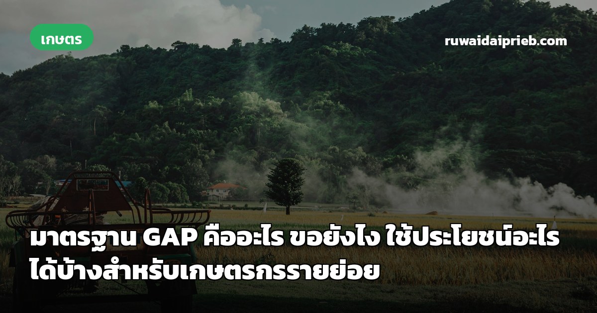 มาตรฐาน GAP คืออะไร ขอยังไง ใช้ประโยชน์อะไรได้บ้างสำหรับเกษตรกรรายย่อย